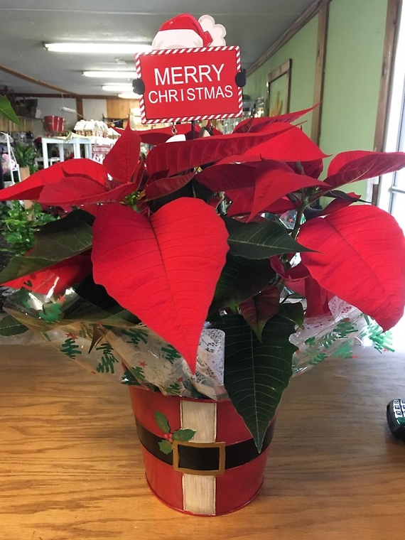 Santa Poinsettia