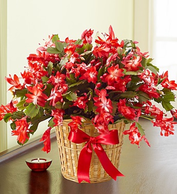 6&#034; Christmas Cactus in Basket