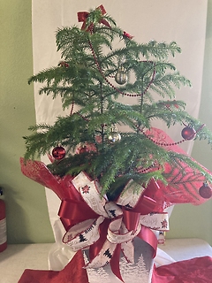 Norfolk Pine Living Christmas Tree