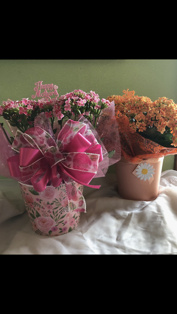 Blooming 6\" plant